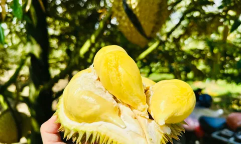 Sầu riêng được giá, rau quả tăng tốc ngay tháng đầu năm