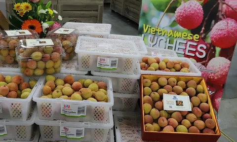 Một hộp vải thiều tươi được trả 52 triệu đồng tại Australia